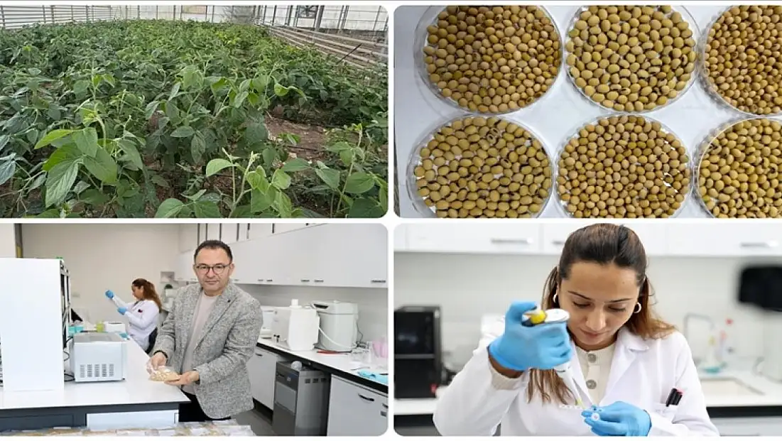 Çoraklaşmaya karşı soya kalkanı! Sivas'ta yerli tohumda sona gelindi