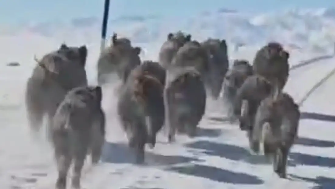 Domuz sürüsü mahalleye indi