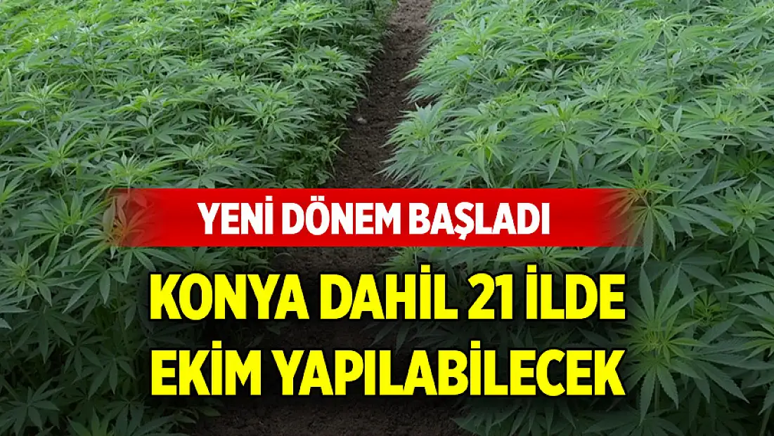 Kenevir üretiminde yeni dönem başladı: Konya dahil 21 ilde ekim yapılabilecek