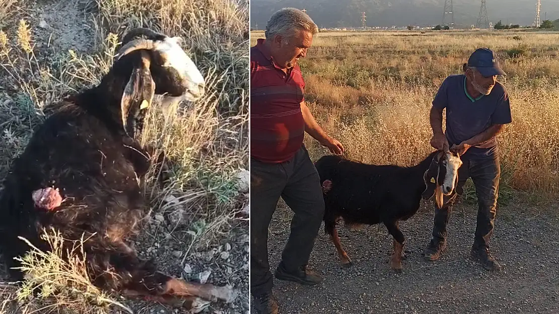 Konya'da sürüden ayrılan keçiye sokak köpekleri saldırdı