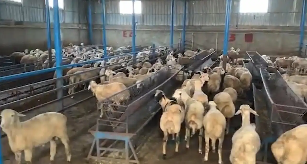 Besicileri sahte dekontla dolandırdı: 14 milyon TL'lik vurgun sonu oldu