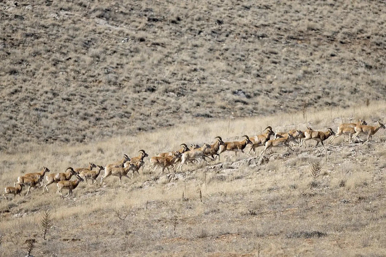 Bozkırın gözü Anadolu yaban koyunu: Konya'da sayıları 770'e ulaştı