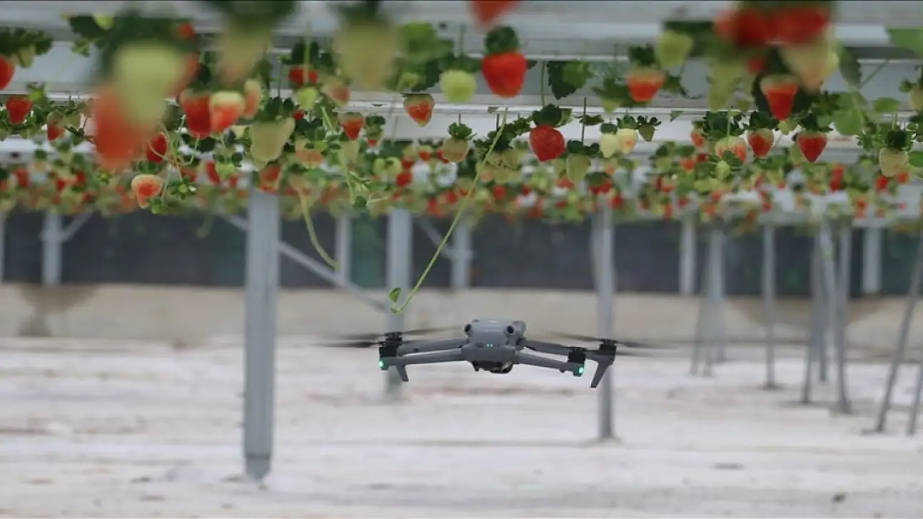 Yapay zeka destekli topraksız serada üretilen çilek 7 ülkeye ihraç edildi