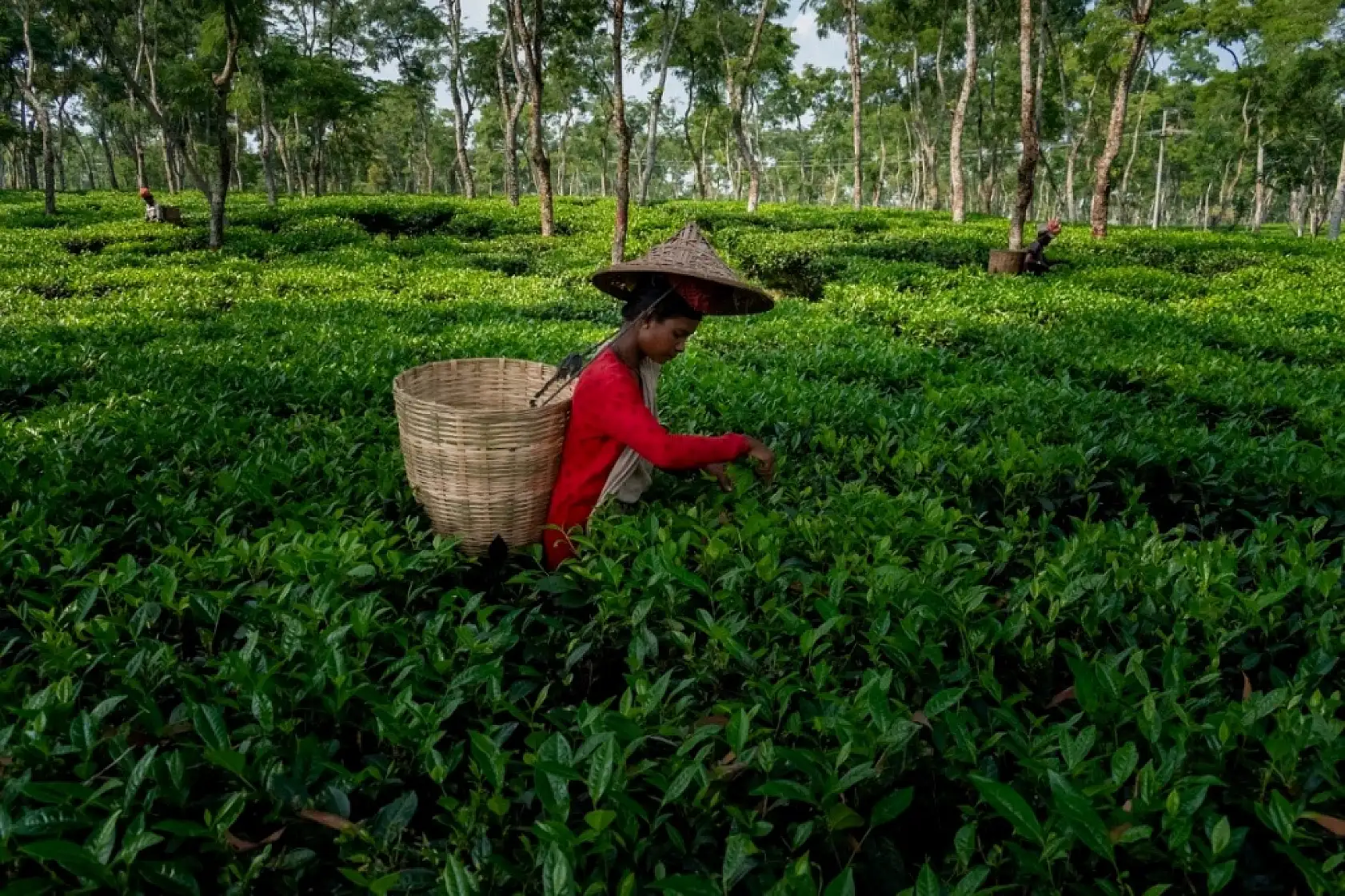 Güney Asya'nın Gizli Hazinesi: Bangladeş