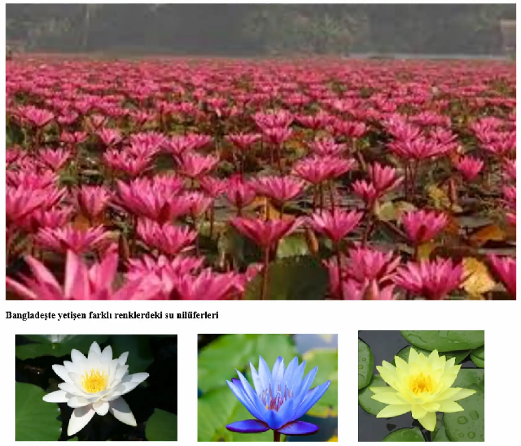 Güney Asya'nın Gizli Hazinesi: Bangladeş