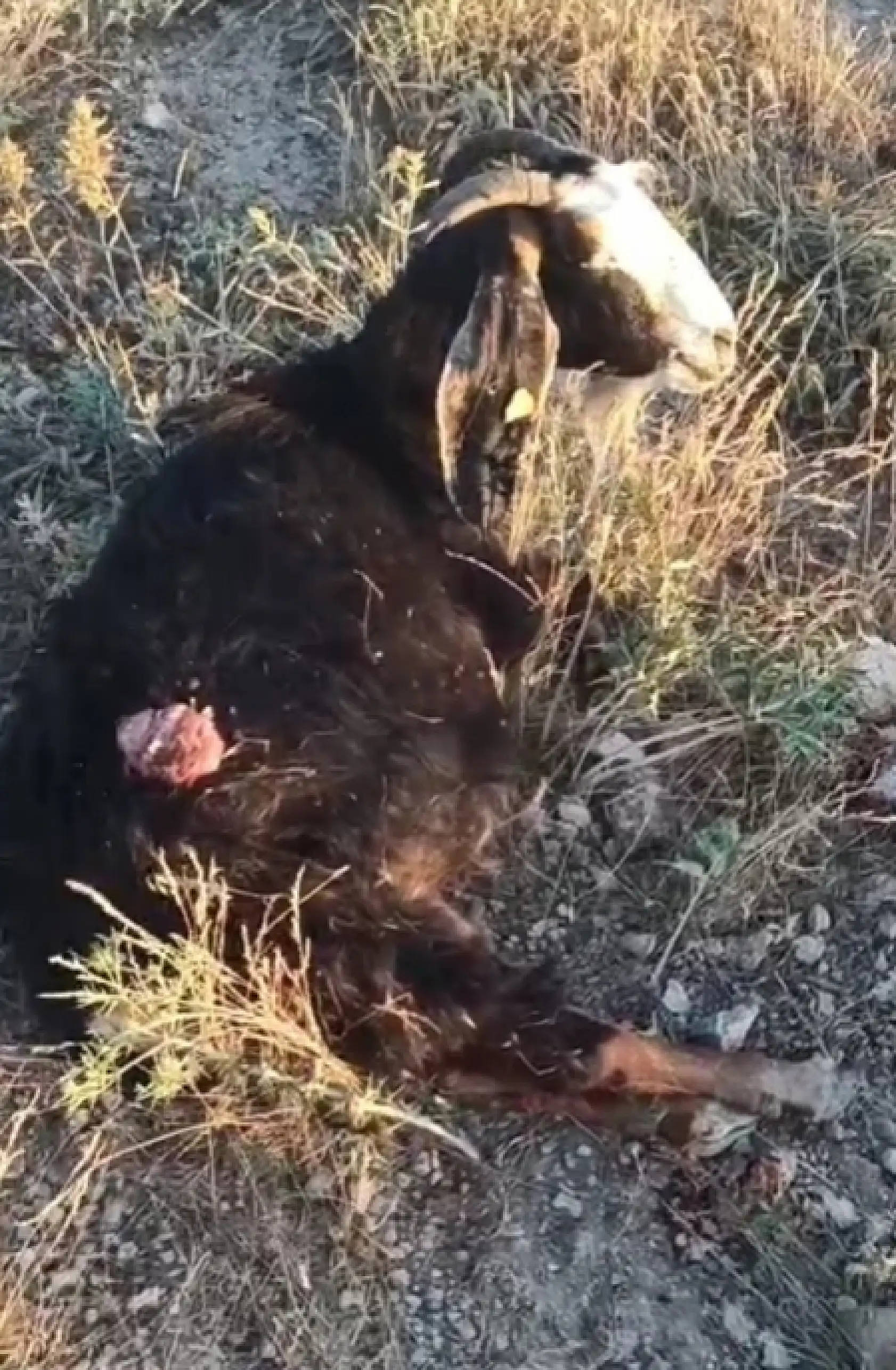 Konya'da sürüden ayrılan keçiye sokak köpekleri saldırdı