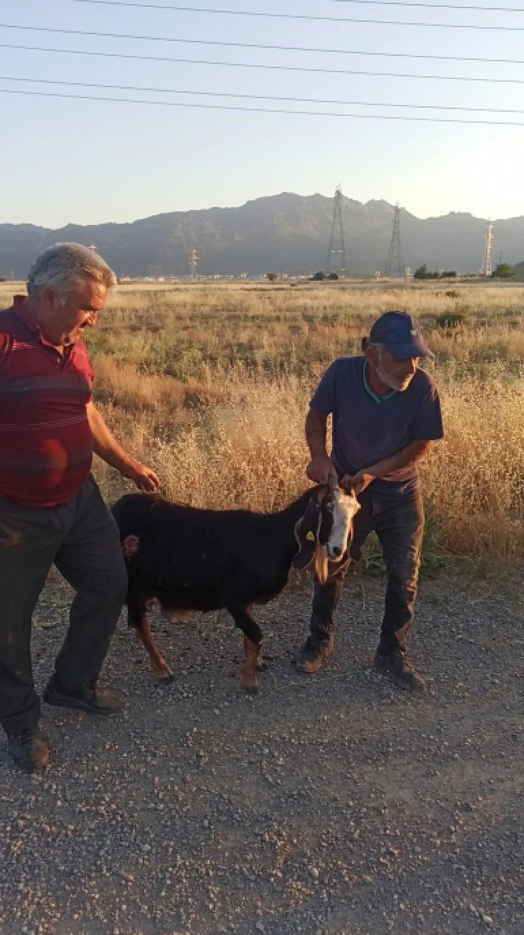 Konya'da sürüden ayrılan keçiye sokak köpekleri saldırdı