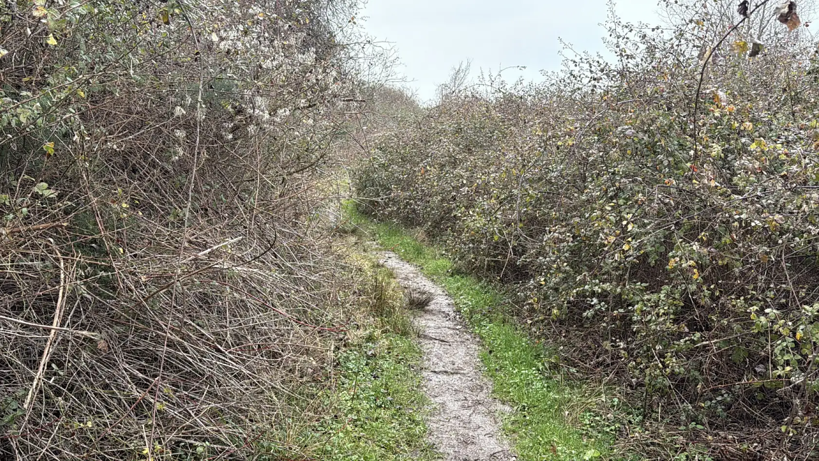 Sakarya'daki ölümle ilgili korkunç iddia!