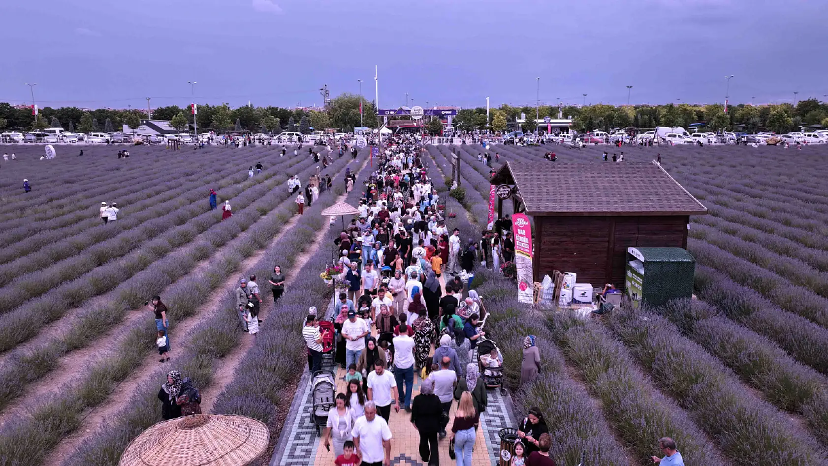 Konya'da bulunan Türkiye'nin en büyük lavanta bahçesinde rekor katılım