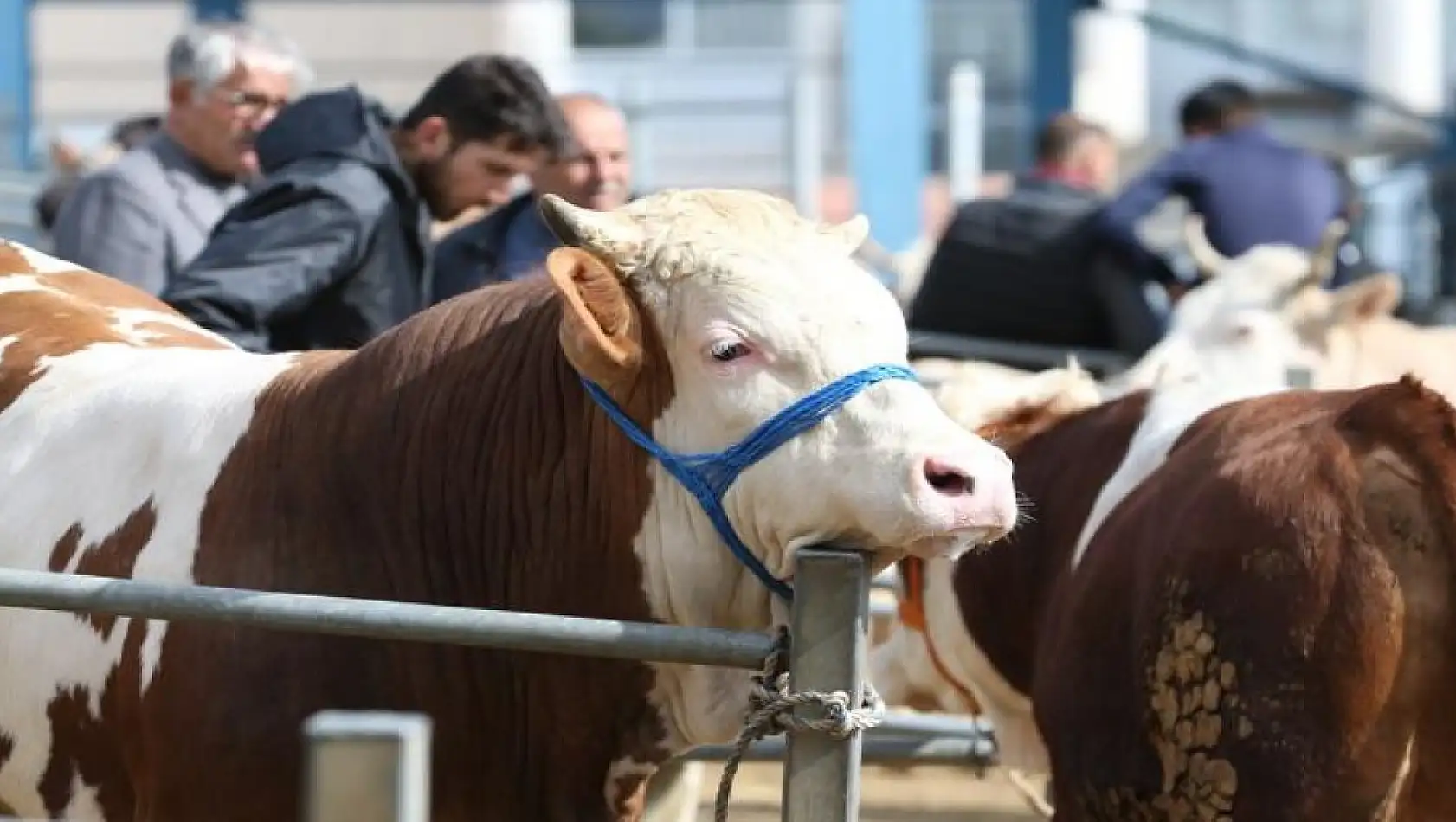 ESK, pazarlara gönderilemeyen kurbanlıkları da satın alacak
