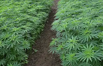 Kenevir üretiminde yeni dönem başladı: Konya dahil 21 ilde ekim yapılabilecek