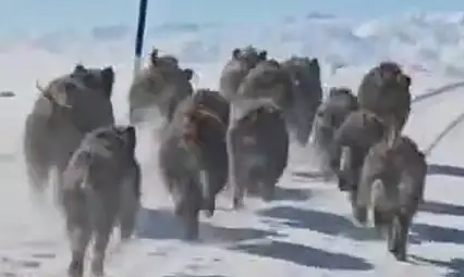 Domuz sürüsü mahalleye indi