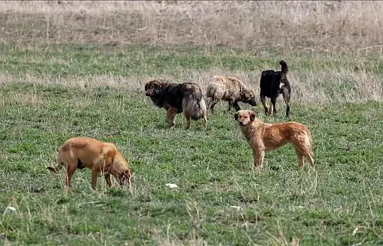 Bakanlıktan sahipsiz köpek saldırılarına ilişkin flaş hamle: İki belediye başkanına soruşturma izni