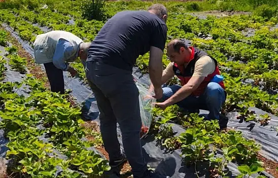 Beyşehir'de çilek hasadı öncesi kritik süreç: Ekipler pestisit denetimi yaptı