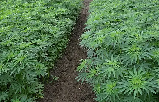 Kenevir üretiminde yeni dönem başladı: Konya dahil 21 ilde ekim yapılabilecek