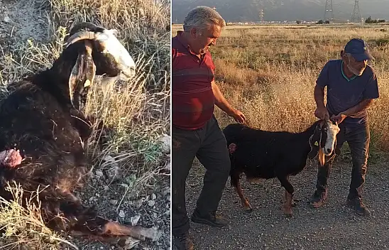 Konya'da sürüden ayrılan keçiye sokak köpekleri saldırdı