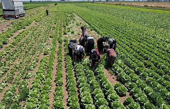 Konya Ovası'nda marul bolluğu tarlayı vurdu: 10 TL'ye mal olan marul tarlada 5 TL'ye satılamıyor!