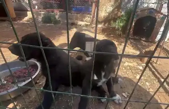 Köpeklere işkence edene 323 bin, karşı çıkana 457 bin tl ceza!