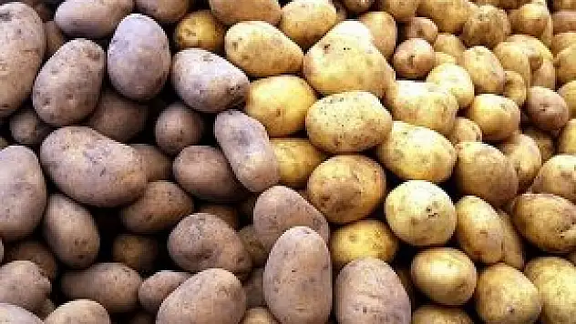Patates fiyatları yeni mahsullerle düşmeye başladı