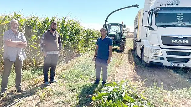 Kulu'da silajlık mısır hasadı başladı