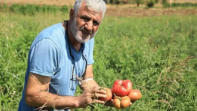 Bir avuç ata tohumuyla asırlık domates 'Guldar'ı yeniden yeşertti