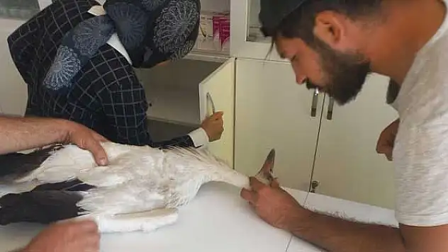 Konya'da yaralı bulunan leylek tedavi altına alındı