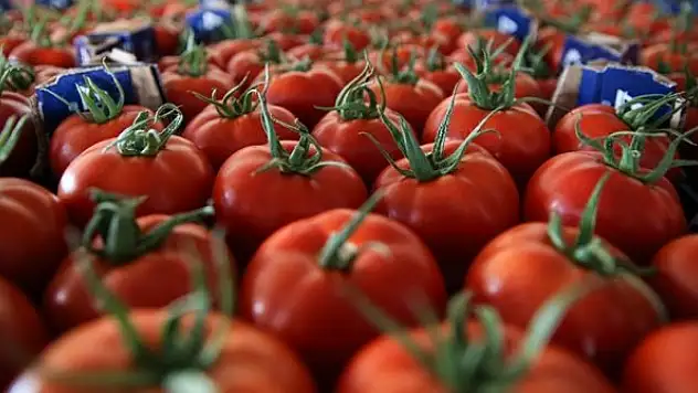 Seralarda yetişen domates ve biber 45 ülkede sofralara taşınıyor