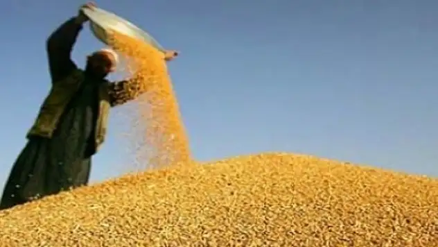 KTB'de hububat ürünleri