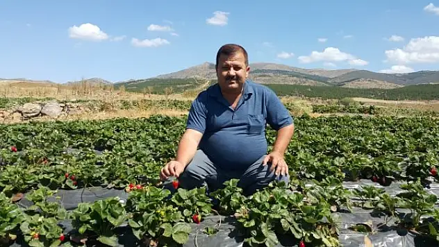 Çilek ekimi yapılan  araziler incelendi