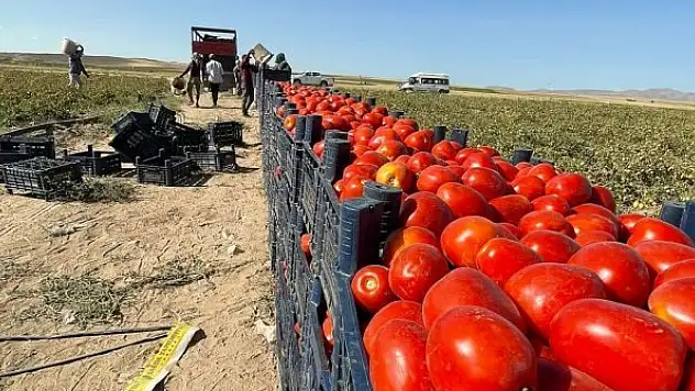 Domates hasadı yapan  üreticilere ziyaret