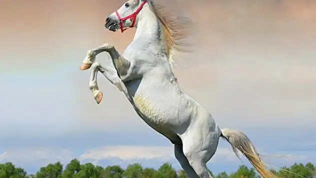 Safkan Elit Arap Koşu Tayı satış ihalesi