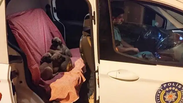 Torbaya konularak ölüme terk edilen köpekler kurtarıldı