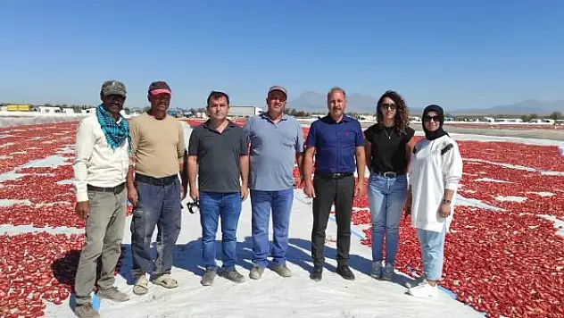 Ereğli'de domates üretim  sahaları kontrol edildi