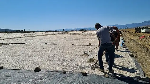 Çerezlik  kabak hasadı başladı