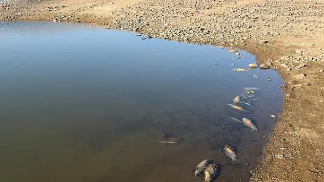 Van'da artan balık ölümleri inceleniyor