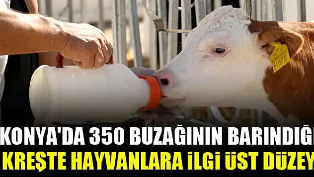 Konya'da 350 buzağının barındığı kreşte hayvanlara ilgi üst düzey