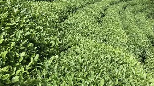 Türkiye'den 110 ülkeye çay ihraç edildi