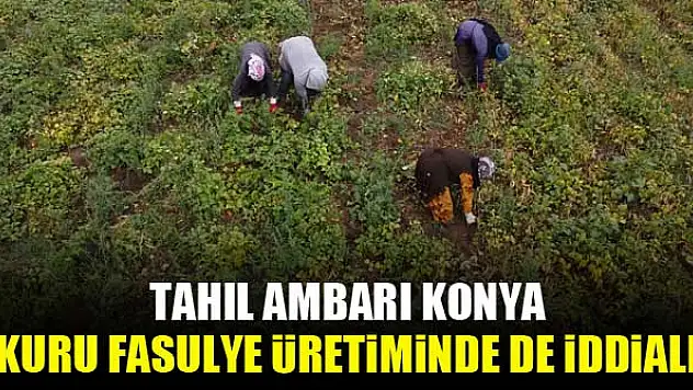 Tahıl ambarı Konya kuru fasulye üretiminde de iddialı