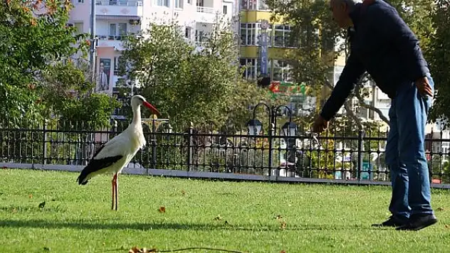 Tarihi çarşının bahçesine konan leylek esnafın maskotu oldu