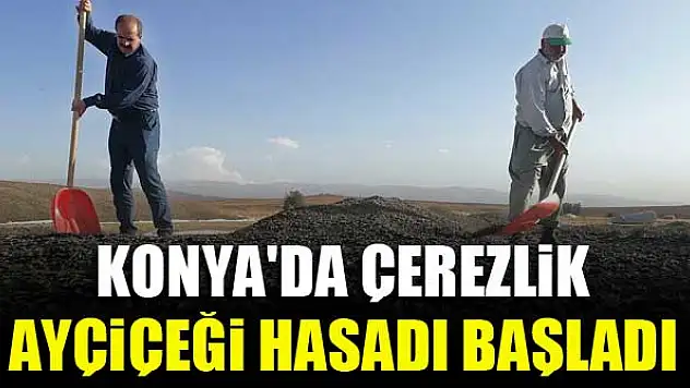 Konya'da çerezlik ayçiçeği hasadı başladı
