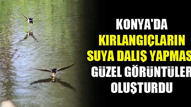 Konya'da kırlangıçların suya dalış yapması güzel görüntüler oluşturdu