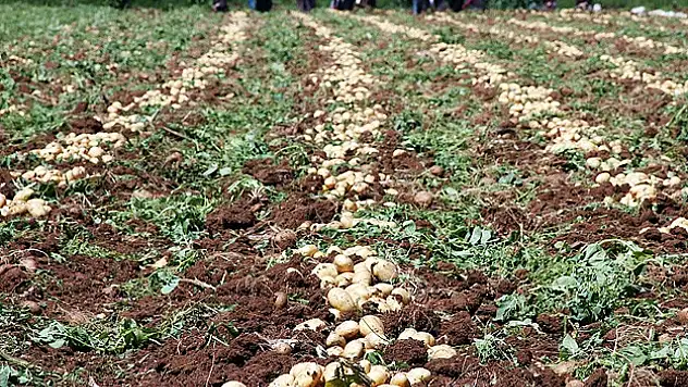 Patates fiyatları Rekabet Kurumu gündeminde