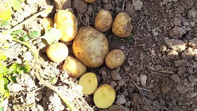 Patates tarlasında  denetim yapıldı