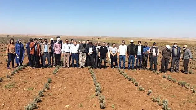 Lavanta ve kekik  tarlaları incelendi