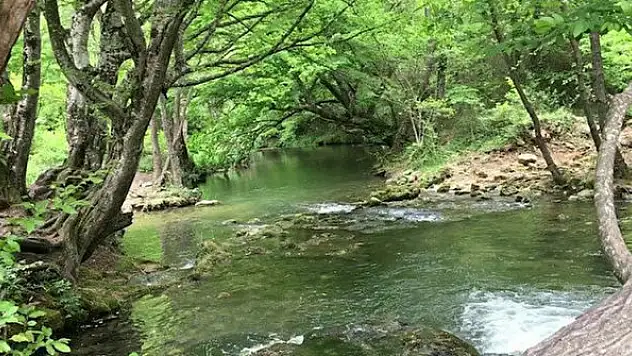 Kırklareli Vize'de C Tipi Mesire Alanı kiraya verilecek