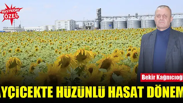 Ayçicekte hüzünlü hasat dönemi