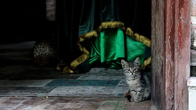 Kedi sevgisiyle bilinen 'Pisili Baba' merhametiyle yüzyıllardır dillerde