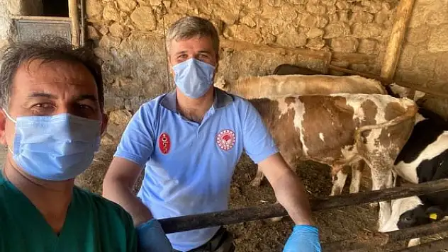 Ahırlı'da büyükbaş  hayvanlar aşılandı