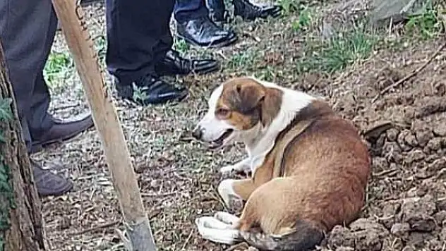 Düzce'de duygulandıran anlar: Sahibinin mezarından ayıramadılar