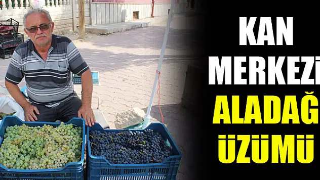 Kan merkezi Aladağ üzümü